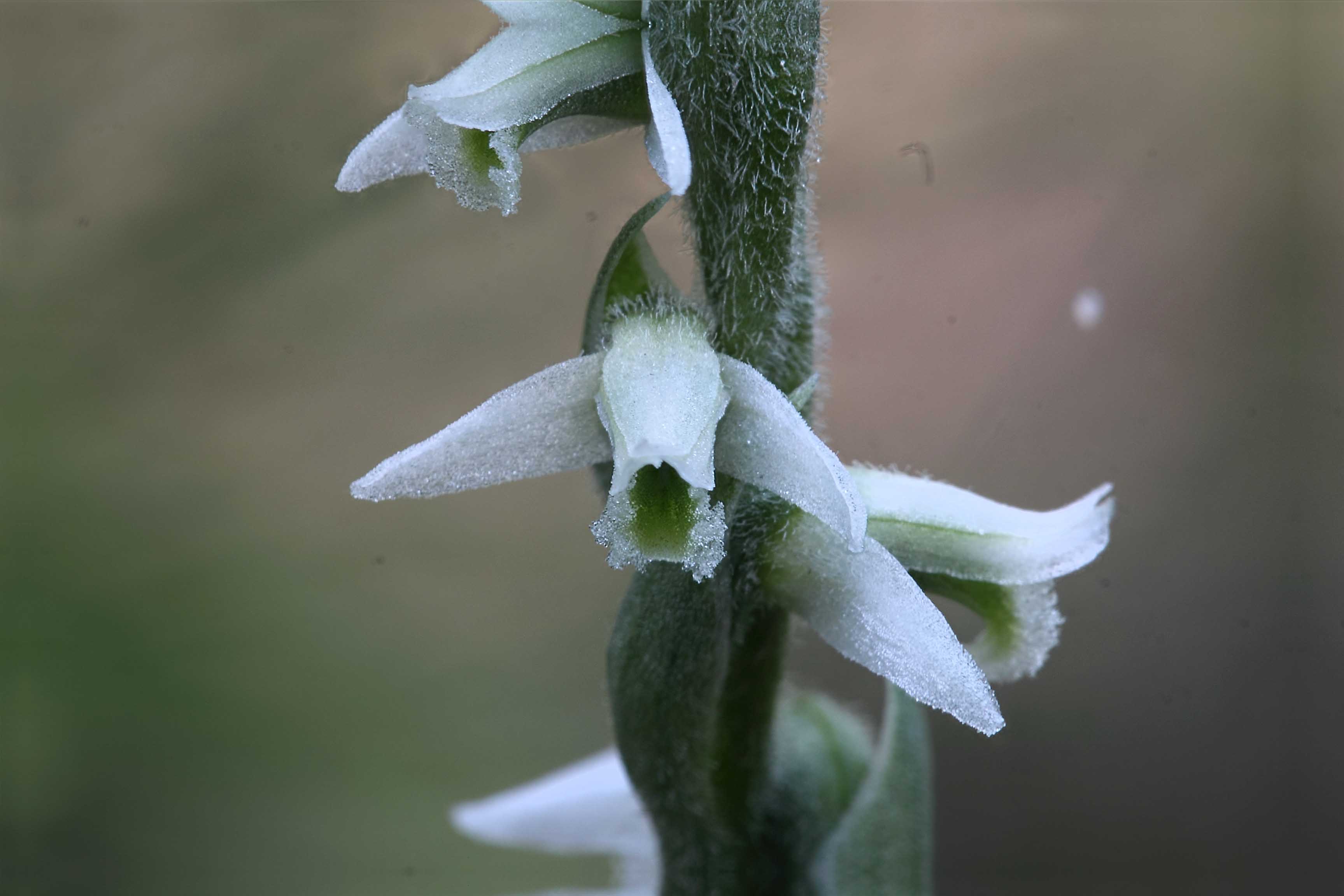 Spiranthes spiralis ...